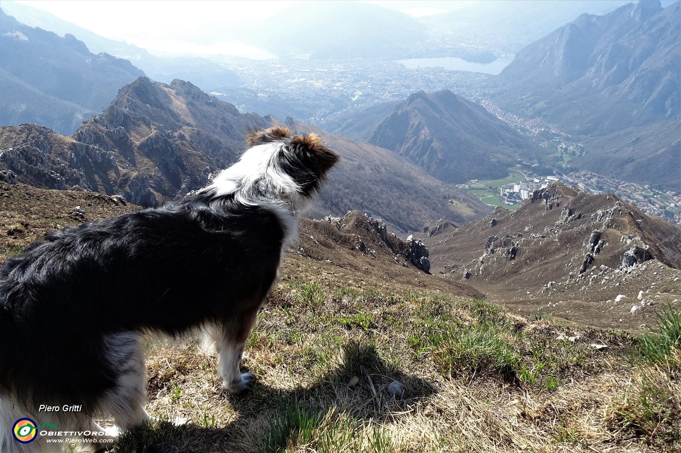 78 Nika osserva con attenzione verso Lecco e i laghi...JPG